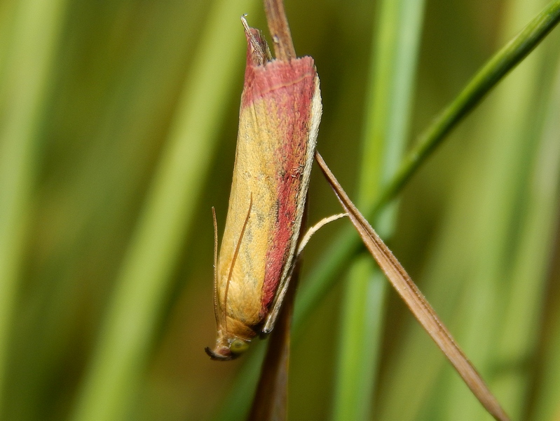 Lepidotteri da ID